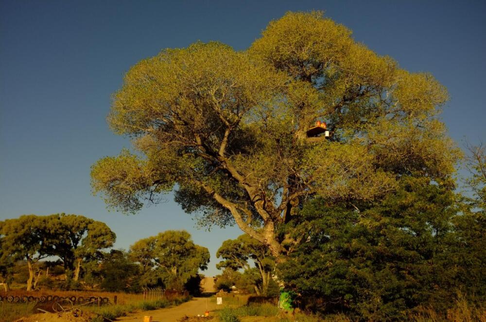Federal agents in Southern Arizona arrested protestors who were attempting to protect large cottonwood trees from getting torn down. (Courtesy of the Sonoran Desert Press Office)
