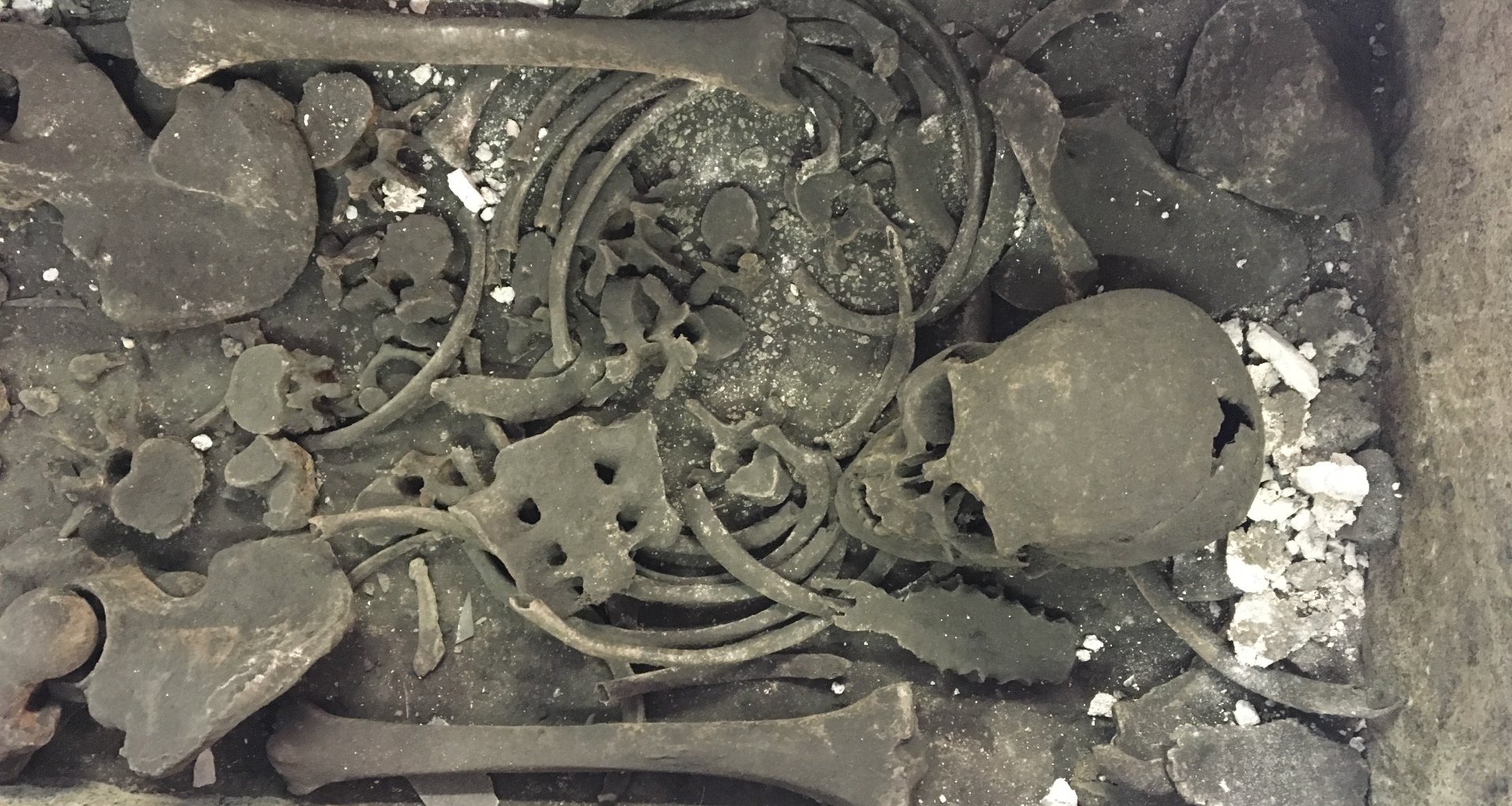 the upper half of a human skeleton in a sarccophagus