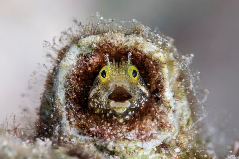 A small, yellow-eyed blenny fish with its mouth open peeks out from inside a cylindrical, algae-covered tube.