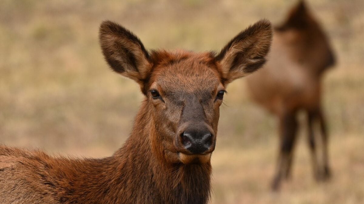 The Flesh-Eating Screwworm Outbreak Just Took a Grim New Turn
