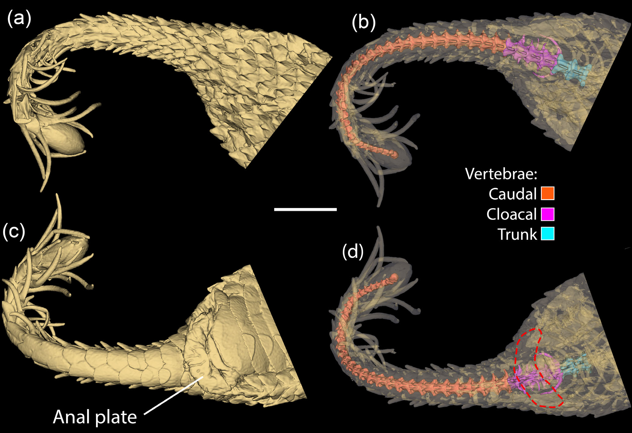 The tail bone ends with a piece of fused bone. Image © Georgalis et al. (2026).