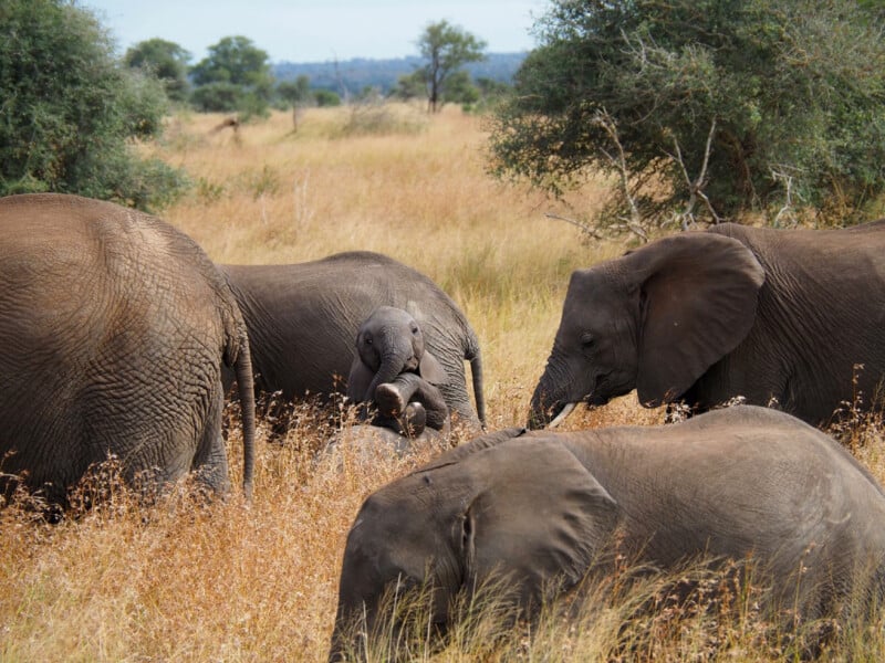 A small elephant calf sits in the tall grass surrounded by several adult elephants in a dry, open savanna.