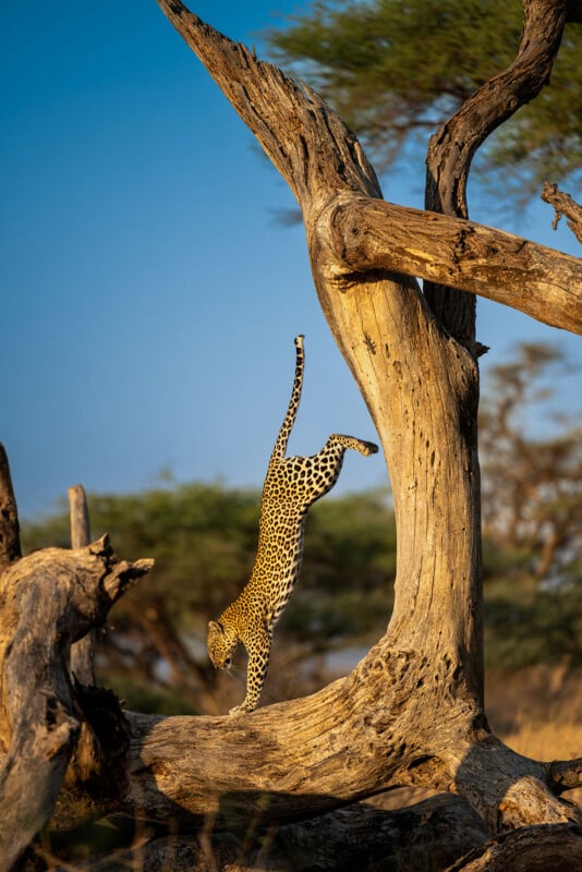 A leopard performs a handstand on a large, weathered tree branch against a clear blue sky.