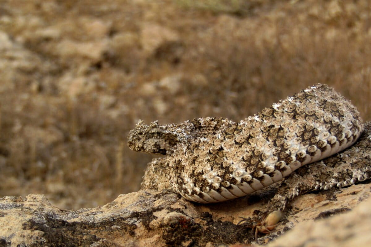 Inside the 'unique' tail of Iran’s spider-tailed horned viper