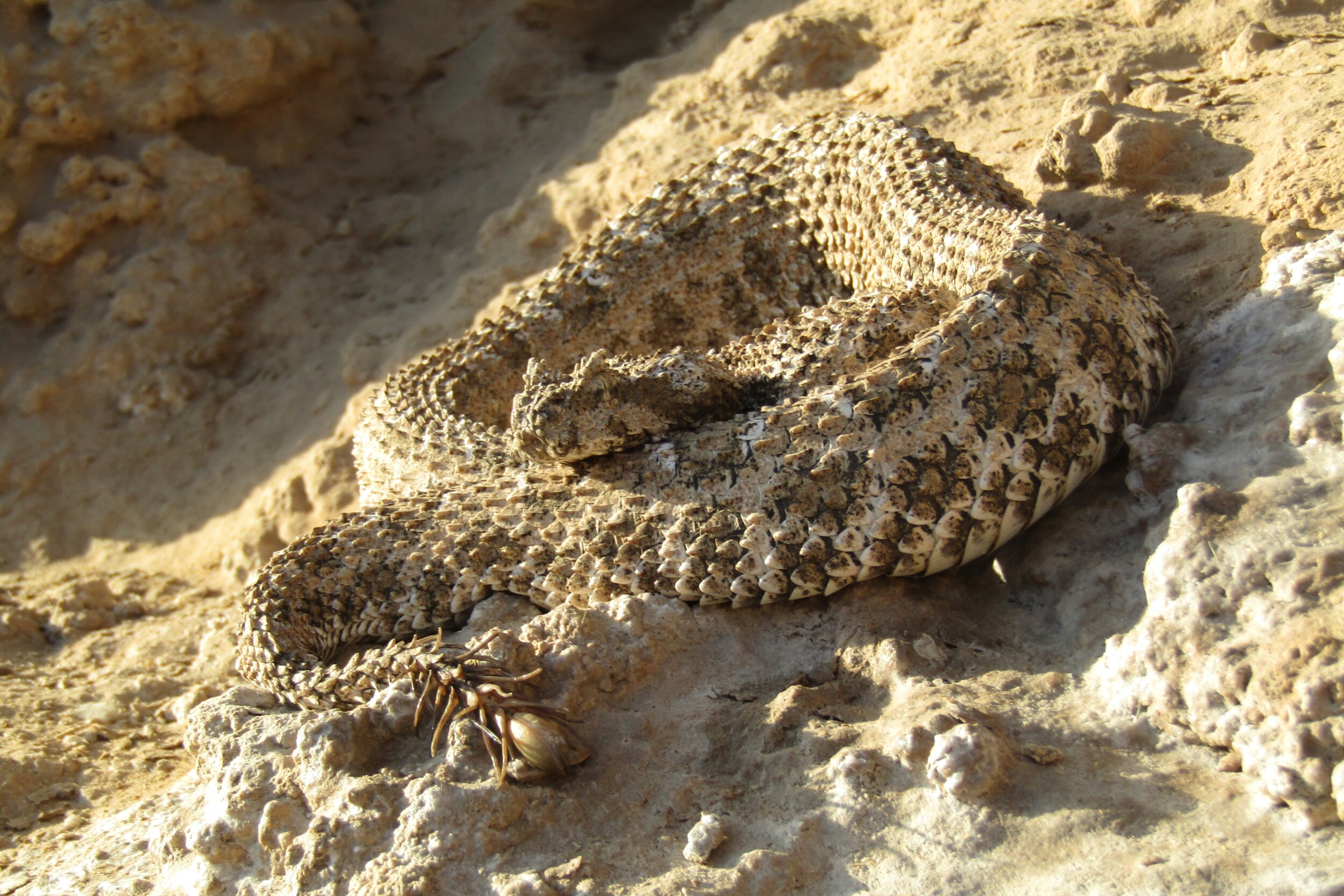 The spider-tail horned viper. Image courtesy of Hossein Nabizadeh. 