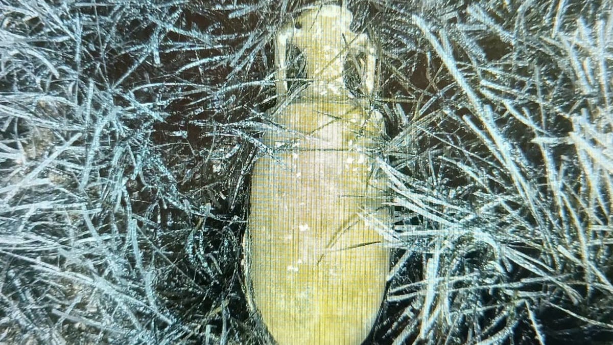View of amphora in sea grass