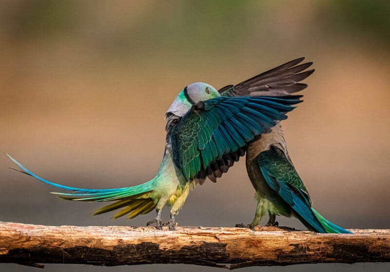 Two Malabar parakeets face each other on a wooden branch, with one bird spreading its vibrant blue and green wings toward the other.