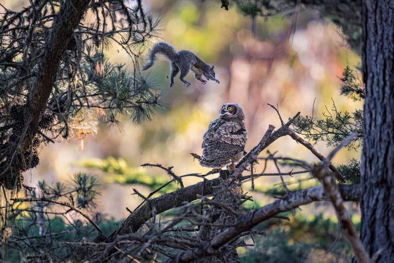 A squirrel leaps through the air toward a young great horned owl perched on a pine tree branch.