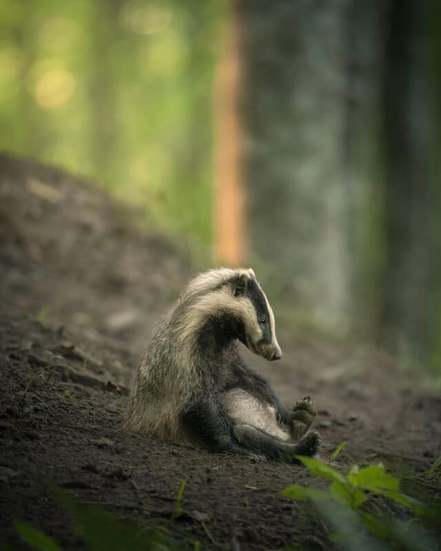 A European badger sits upright on a dirt slope in a forest, looking down toward its raised hind foot.