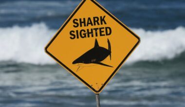 He thought he got hit by a dolphin. Then something grabbed him and dragged him down into the water. - CTV News