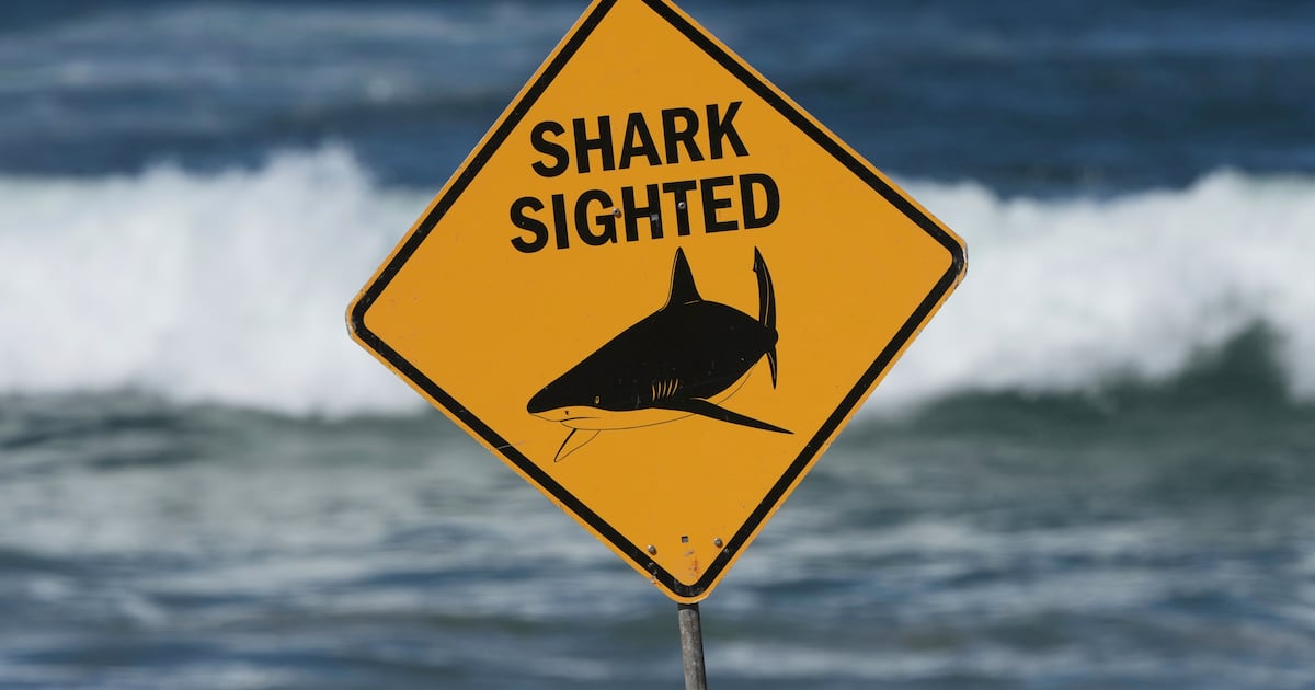 He thought he got hit by a dolphin. Then something grabbed him and dragged him down into the water. - CTV News