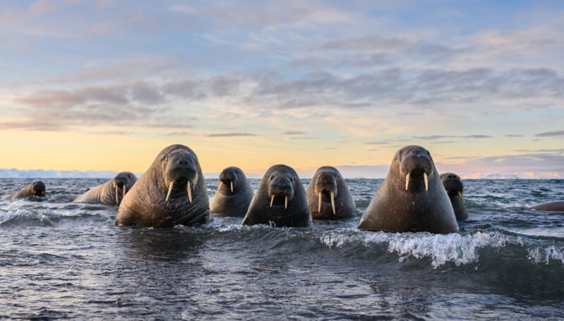 A group of walruses with prominent tusks stands in shallow, rippling water against a backdrop of a sunset sky and mountains.