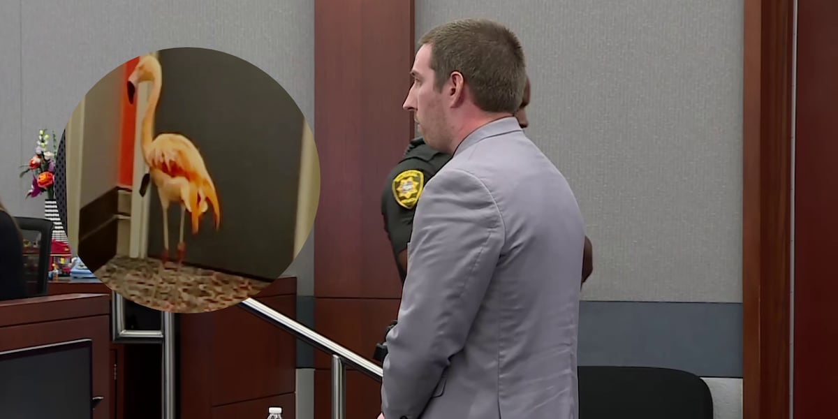 Canadian man accused of stealing flamingo in Las Vegas found guilty
