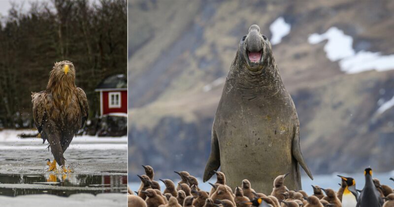 A split image shows a white-tailed eagle walking on ice on the left and a large elephant seal roaring among penguins on the right.