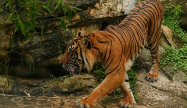 A tiger kills a man who entered the big cat enclosure at an English wildlife park - CTV News