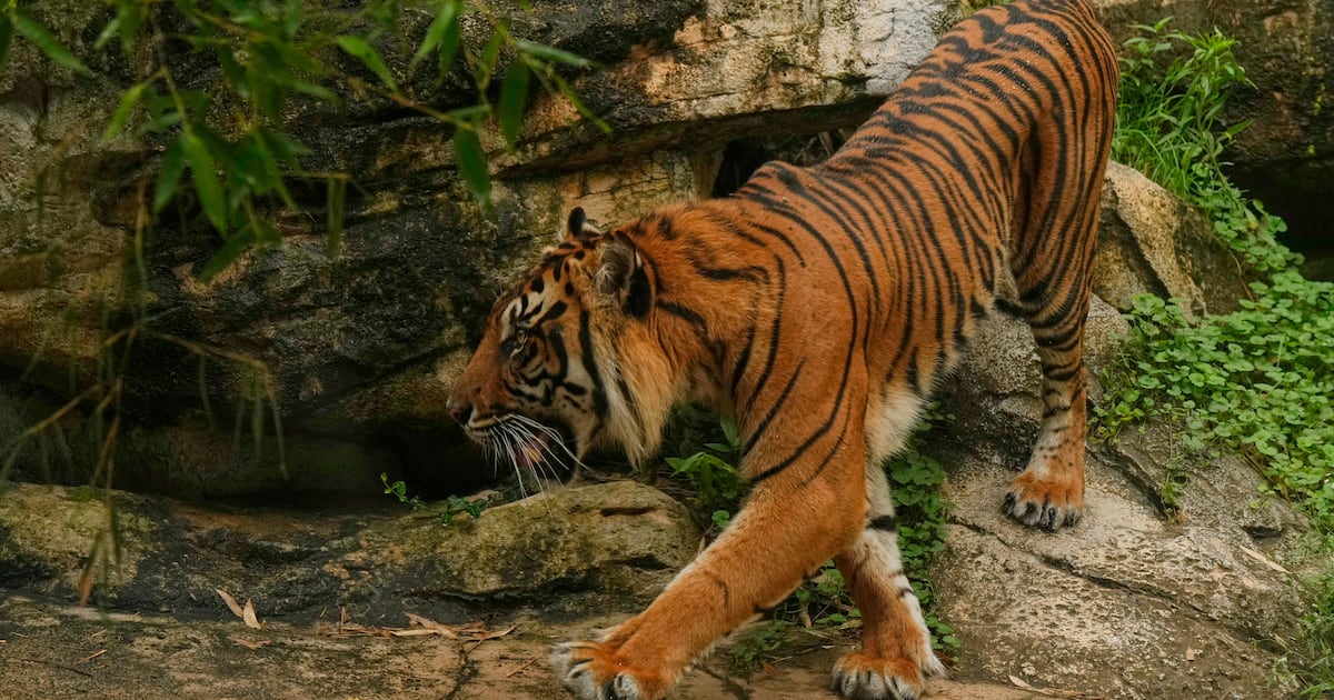 A tiger kills a man who entered the big cat enclosure at an English wildlife park - CTV News