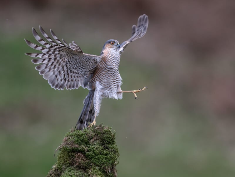 A sparrowhawk with wings spread wide lands on a moss-covered post, one leg extended forward.