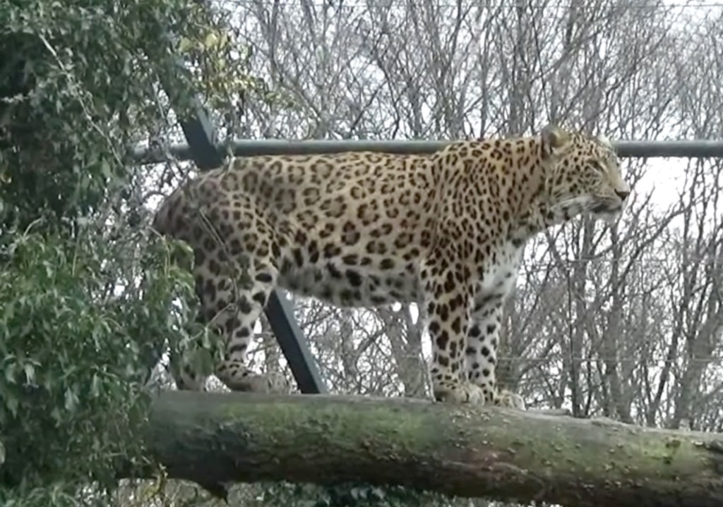 A leopard standing on a large log in an enclosure with trees in the background.