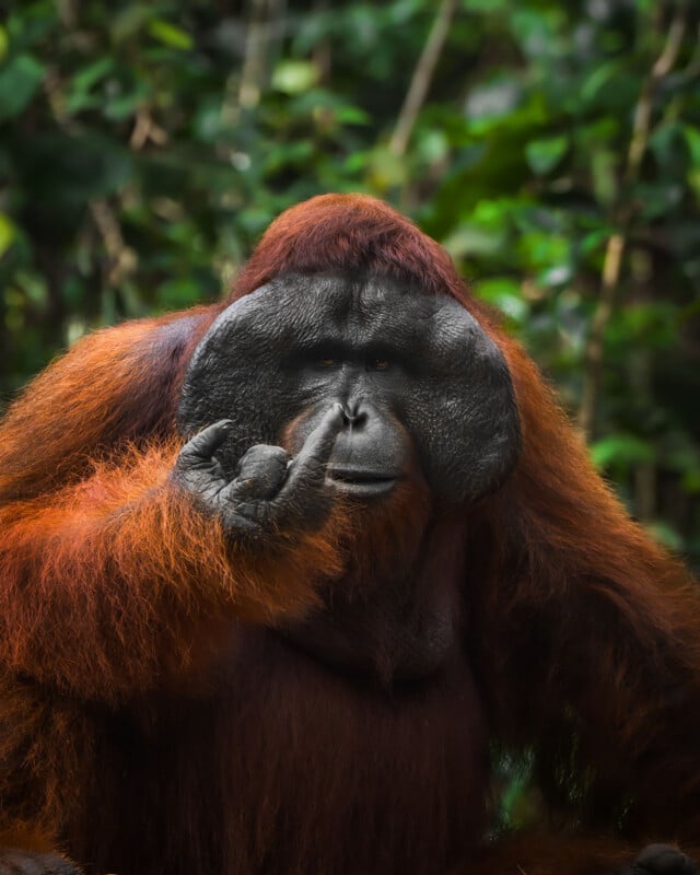 A male orangutan with prominent cheek pads looks toward the camera while holding one finger up near its nose.