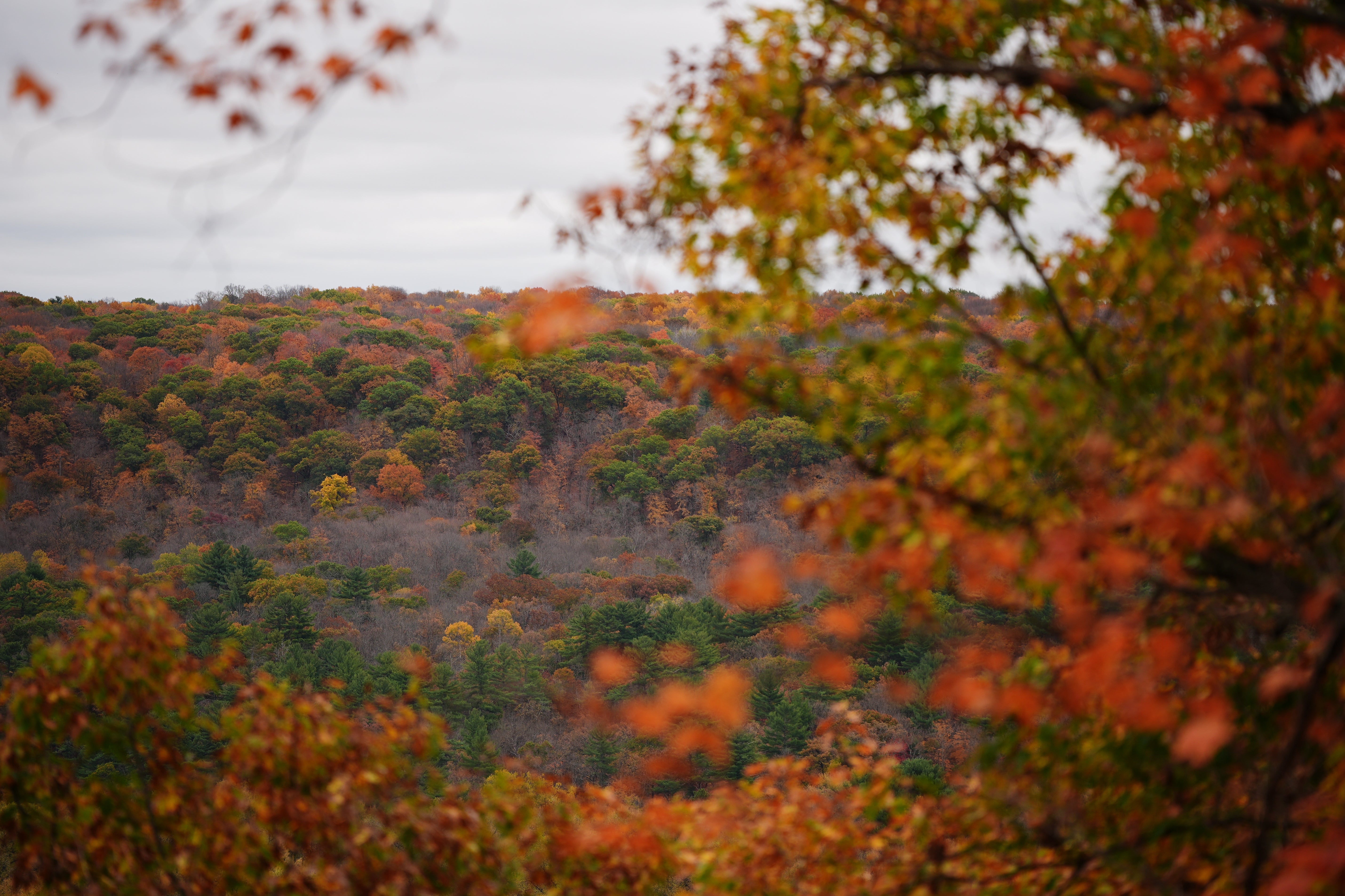 A hiking trail overlooks autumn colors on Oct. 13, 2026, at Interstate State Park in Taylors Falls, Minn.