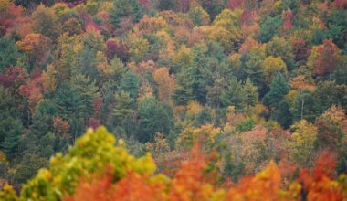 Fall foliage tracker: New England having an 'elite' year with majestic views elsewhere