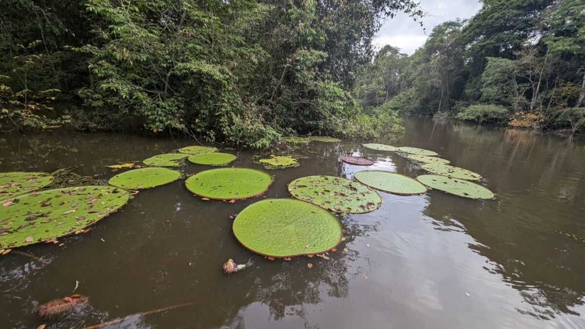 Someone Posted an Instagram Selfie. Scientists Spotted a Giant New Species in the Background
