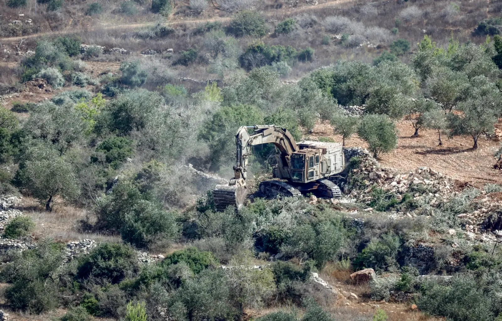 Israel’s war on olive trees an attack on Palestinian survival