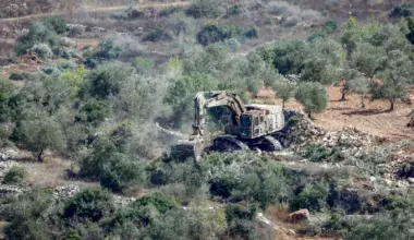 Israel’s war on olive trees an attack on Palestinian survival