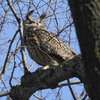 'A fabulous ambassador' Flaco, the beloved New York owl, died after building collision