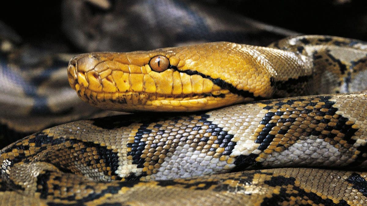 Asiatic reticulated python in a natural setting.