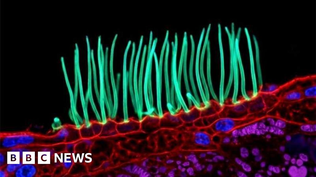 Prize-winning image which sparked backlash was AI-generated, Nikon rules - BBC