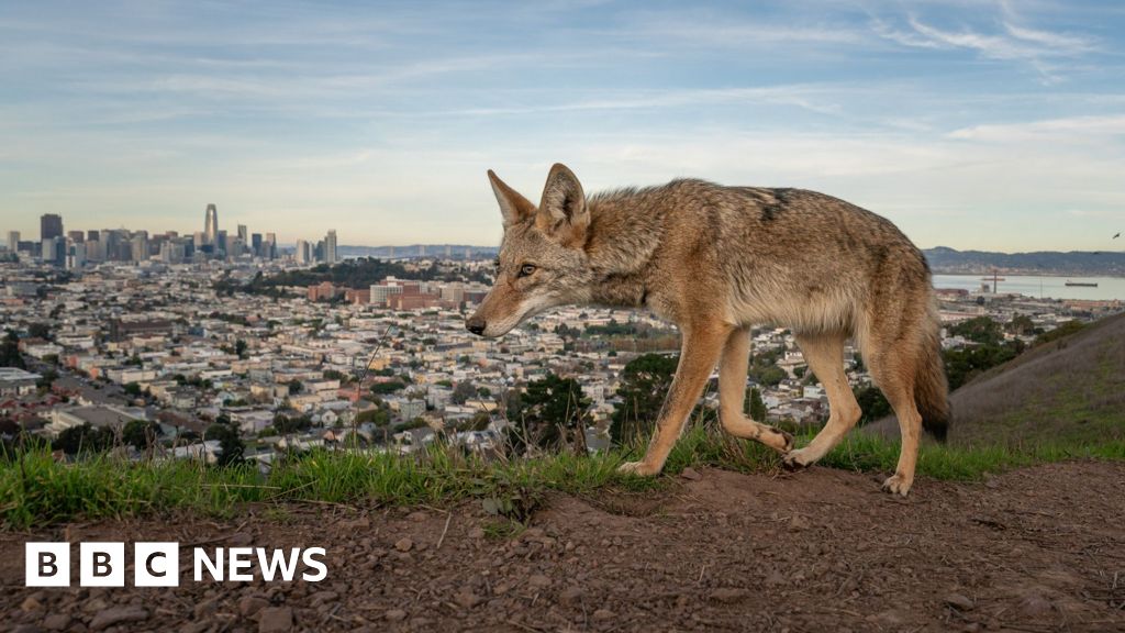 Pictured: Winning entries for Wildlife Photographer of the Year 2026 - BBC