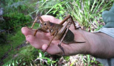 World's heaviest insect brought back from the brink