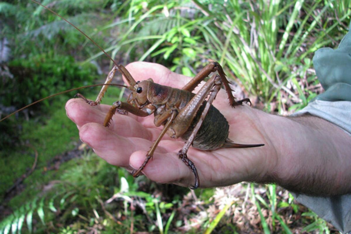 World's heaviest insect brought back from the brink