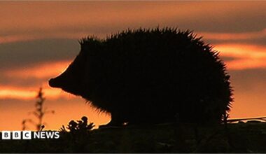 Silhouette of a hedgehog against a sunset