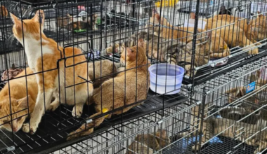 Cat-stealing ring accused of taking 2,700 pets from homes to be slaughtered for food in Vietnam