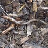 'Crazy Worms' Threaten America's Trees — And (Gasp!) Our Maple Syrup