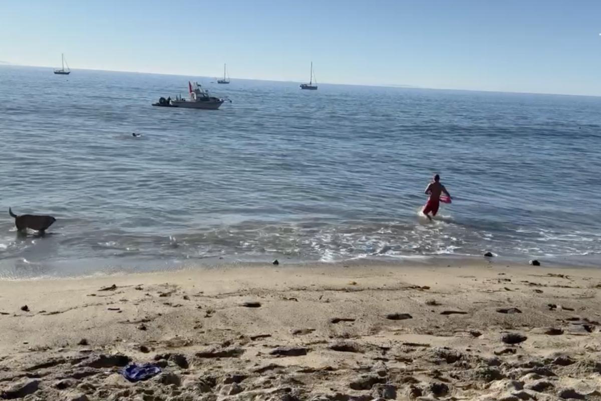 Kayaker attacked by a shark off Malibu as dramatic video emerges
