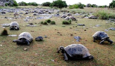 Giant tortoise population thriving as survey discovers 180,000 on one island