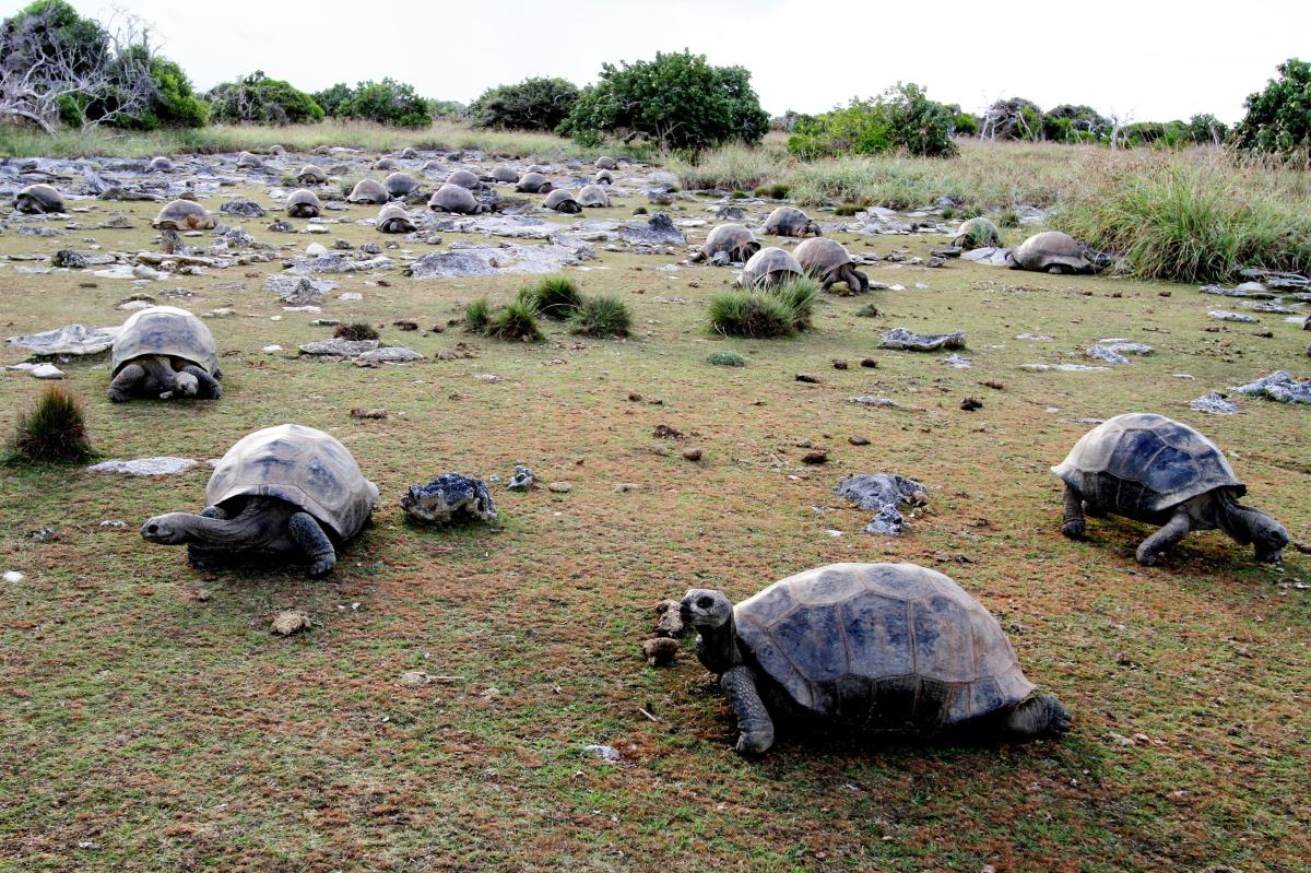 Giant tortoise population thriving as survey discovers 180,000 on one island