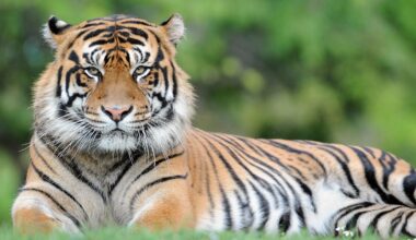 Man attacked by tiger in England after entering enclosure at wildlife park