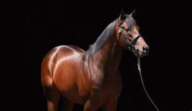 Echo Town to Continue Stud Career in Iran
