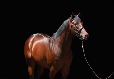 Echo Town to Continue Stud Career in Iran