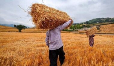 Iranian wheat farmers face planting cash crunch as payments lag, rial slides