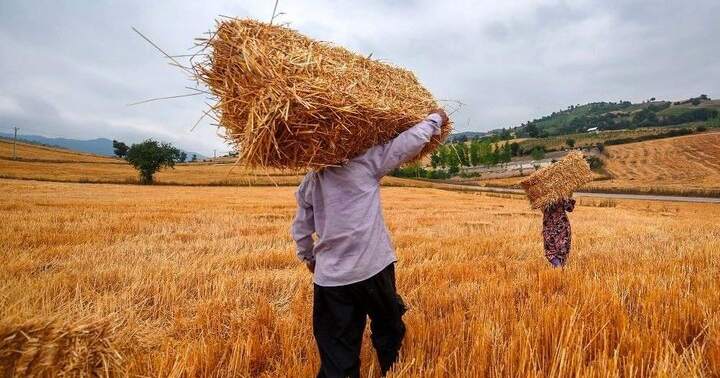 Iranian wheat farmers face planting cash crunch as payments lag, rial slides