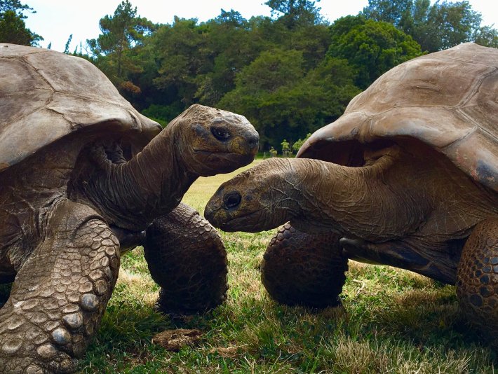 two giant aldabra tortoises