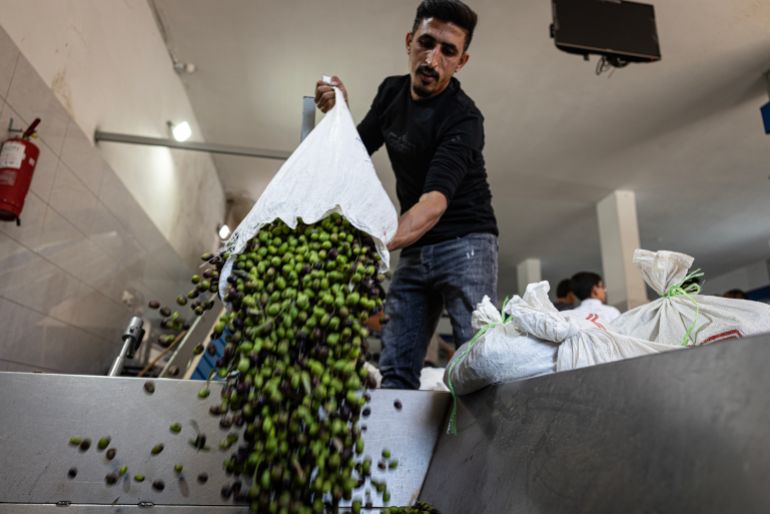 NABLUS, WEST BANK - OCTOBER 9: The olive press in the town of Qusra operates on the first day of the olive harvest season on October 9, 2026 in Nablus, West Bank. According to the owner of the press, demand for olive pressing is low because farmers have been prevented from harvesting their olives due to land closures and access restrictions and expects this to negatively affect olive oil prices. The West Bank's olive harvest season, which began this month, has become an annual flashpoint as Palestinians face attacks by Israeli settlers. (Photo by Faiz Abu Rmeleh/Getty Images)