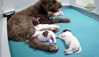 Finland gripped by national broadcaster’s puppies live stream
