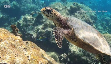 The Iran war’s toxic impact on one of the planet’s most unique seas