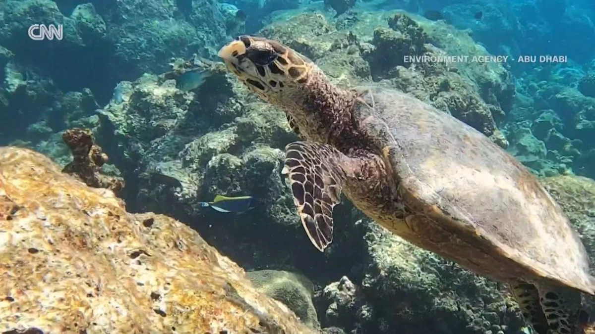 The Iran war’s toxic impact on one of the planet’s most unique seas